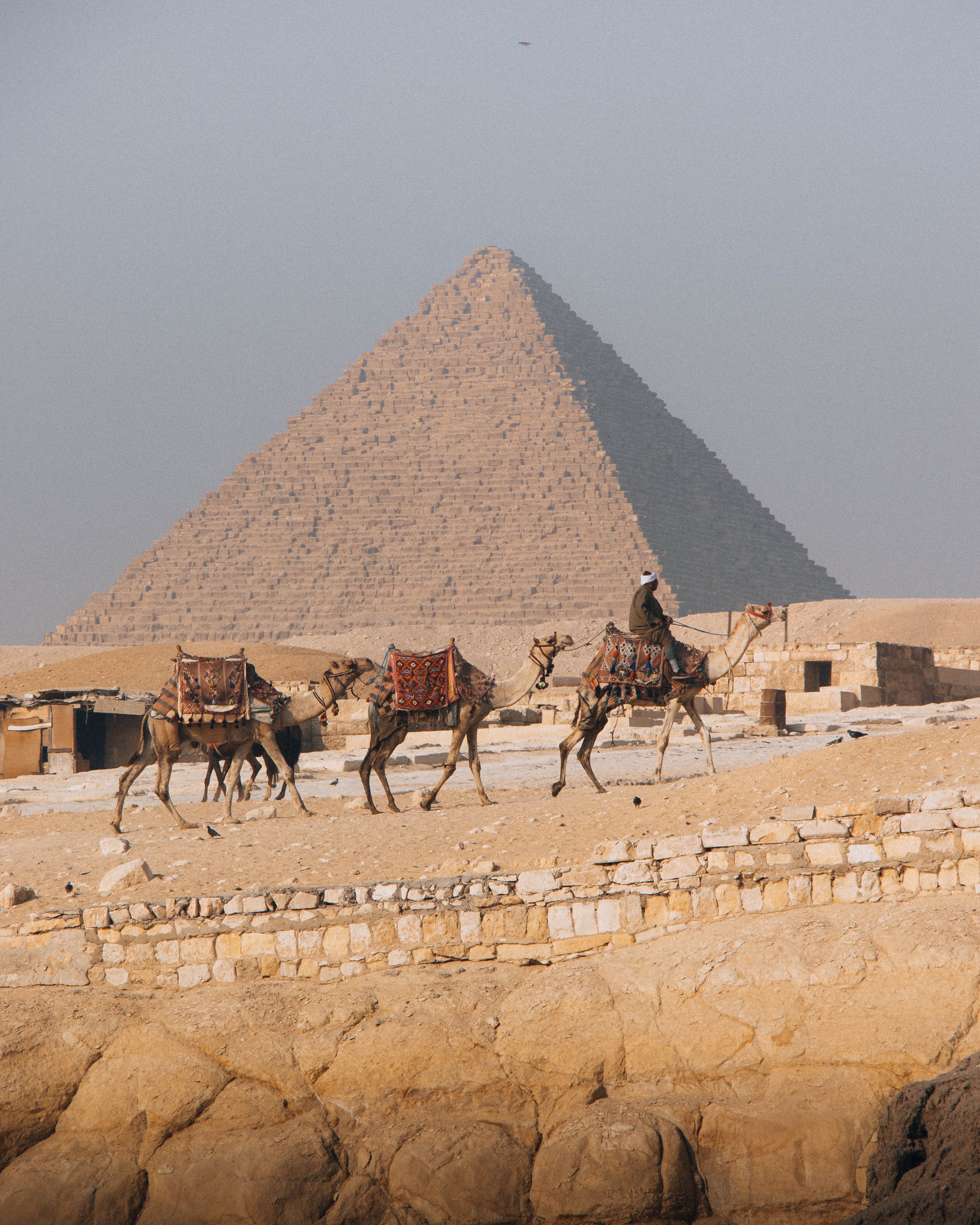 Camel caravan in front of the Great Pyramid of Giza, Egypt